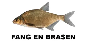 Fang en brasen