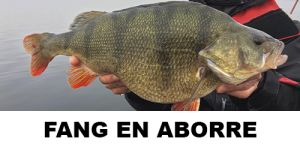Fang en aborre