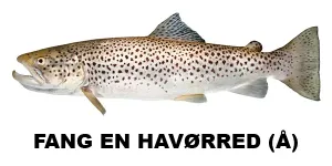 Fang en havørred (Å)