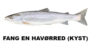 Fang en havørred (Kyst)