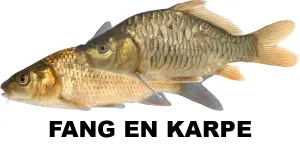 Fang en karpe