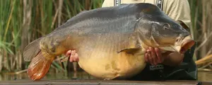 Karpefiskeri/Størfiskeri