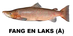 Fang en laks (Å)