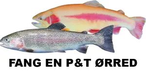 Fang en put&take ørred