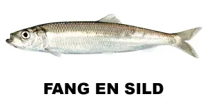 Fang en sild