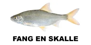 Fang en skalle
