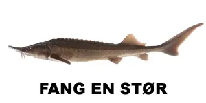 Fang en Stør