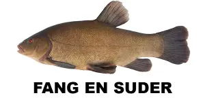 Fang en suder
