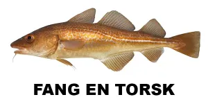 Fang en torsk
