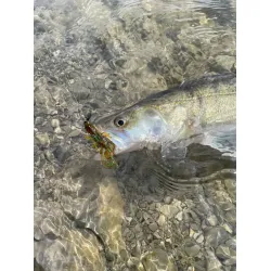 Aborre i Spanien 7-14 marts 2026