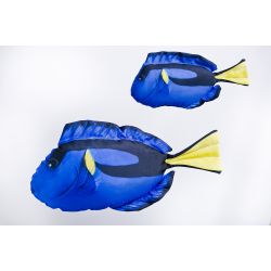 Gaby Paletkirurgfisk - tjdyr