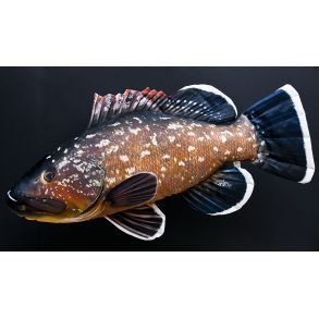 Gaby Mrk Havaborre (grouper) - tjdyr