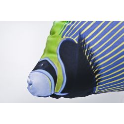 Gaby gte Kejserfisk - tjdyr