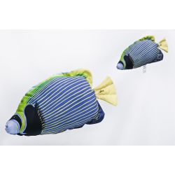 Gaby gte Kejserfisk - tjdyr