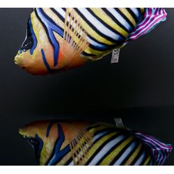 Gaby Pfuglekejserfisk - tjdyr