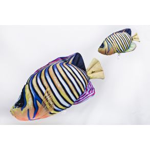 Gaby Pfuglekejserfisk - tjdyr