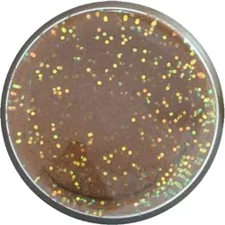 Berkley Powerbait Natural Glitter Med Smag