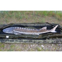 SFG Str Afkrogningsmtte