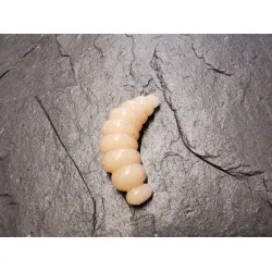 ProBaits Big Mag 3cm