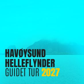 Helleflynder i Hav�ysund 2027