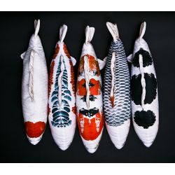 Gaby Koi Karpe - tjdyr