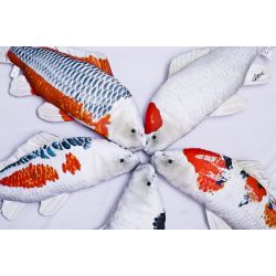 Gaby Koi Karpe - tjdyr