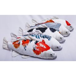 Gaby Koi Karpe - tjdyr