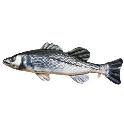 Gaby Havbars - tjdyr